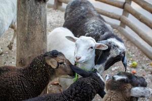 Cute sheep and goats on the farm photo