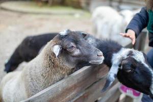 Cute sheep and goats on the farm photo