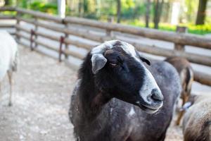 Cute sheep and goats on the farm photo