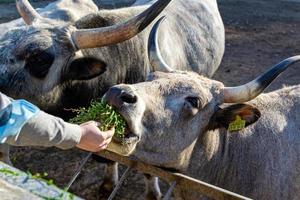 Beautiful cow portrait in the zoo photo