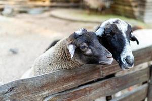 linda oveja y cabras en el granja foto