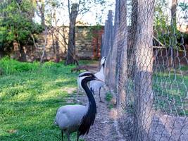 Demoiselle crane wildlife animal close up portrait in the zoo photo