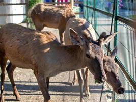 Kulan in the desert portrait in the zoo photo