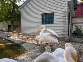 pelícano a el zoo por el agua foto