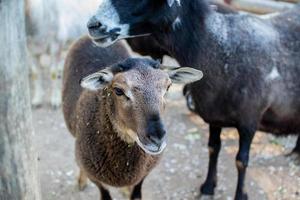 Cute sheep and goats on the farm photo