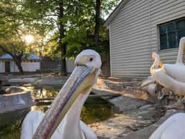 pelícano a el zoo por el agua foto