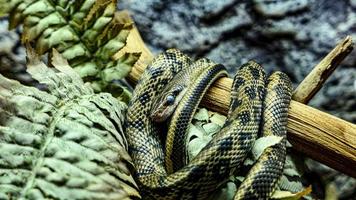 Snake portrait in the zoo photo