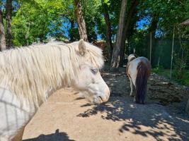 Portrait of a white horse photo