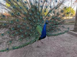 Peacock portrait in the zoo photo