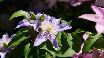 un hermosa clemátide flores al aire libre foto