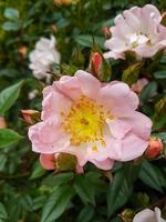 Beautiful rosehip rose flowers photo