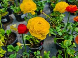 Beautiful ranunculus flowers photo