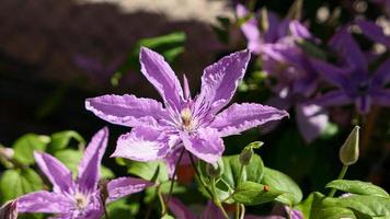 un hermosa clemátide flores al aire libre foto