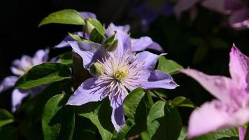 un hermosa clemátide flores al aire libre foto