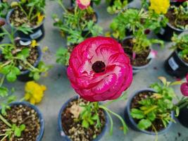 Beautiful ranunculus flowers photo