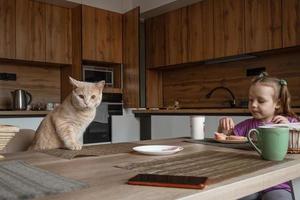 un descarado hermosa rojo gato con su familia se sienta a el mesa en el cocina durante almuerzo y come humano alimento, él quiere a robar el salchicha desde el lámina. foto