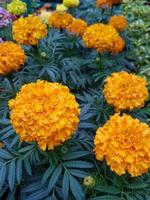 A beautiful marigold flowers outdoors photo