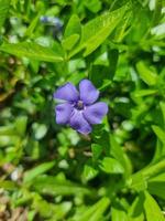 A beautiful Periwinkle flowers outdoors photo