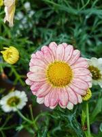 un hermosa daysies flores al aire libre foto