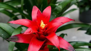 A beautiful bromeliad plants outdoors photo