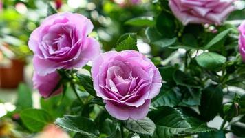 A beautiful rose flowers outdoors photo