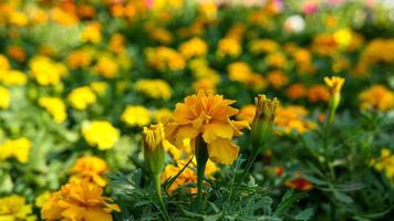 A beautiful marigold flowers outdoors photo