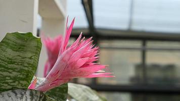 A beautiful bromeliad plants outdoors photo