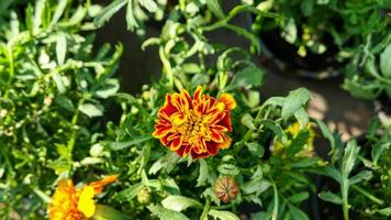 A beautiful marigold flowers outdoors photo