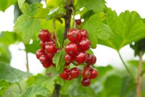 Close-up ripe red currants, Ribes rubrum in homemade garden. Fresh bunch of natural fruit growing on branch on farm. Organic farming, healthy food, nature concept. photo