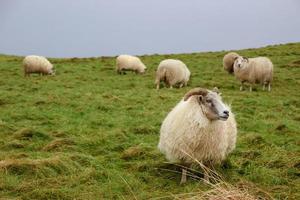 Iceland sheep in nature photo