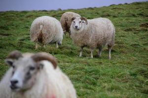 Iceland sheep in nature photo
