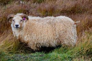 Iceland sheep in nature photo