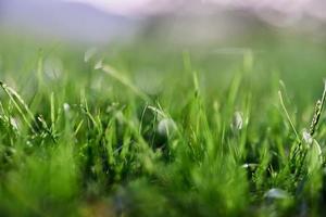 verde césped en primavera, de cerca foto