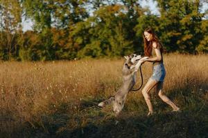 A slender woman plays and dances with a husky breed dog in nature in autumn on a field of grass and smiles at a good evening in the setting sun photo