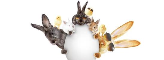 Funny Easter bunny. Happy Easter holiday concept. photo