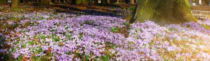 Blooming purple crocus flowers in a soft focus on a sunny spring day photo