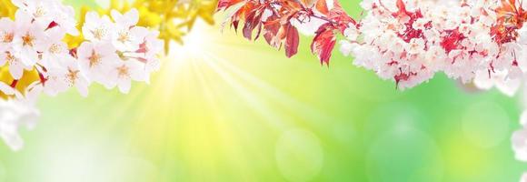 Beautiful nature view of spring flowering trees on blurred background. photo