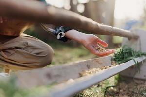 un mujer trabajos en un granja y alimenta su pollos con sano alimento, poniendo joven, orgánico césped y compuesto alimentar dentro su alimentadores por mano a alimentar ellos foto