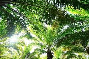 Palm tree in the palm garden with beautiful palm leaves nature and sunlight morning sun, palm oil plantation growing up farming for agriculture Asia photo