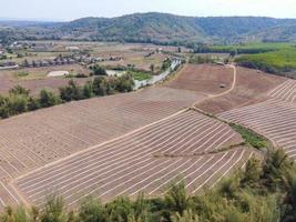 high angle view of agriculture , aerial view rows of crop fields top view - rows of soil planting plant sowing seeds on a plantation in the farm and agricultural concept. photo