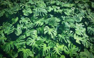 Monstera delicosa leaves textured background , leaves of leaves of Monstera abstract green texture, nature background, tropical leaf abstract green texture, nature background, tropical leaf photo