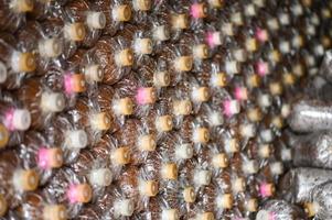 mushroom farm with fresh mushroom growing on mushroom spawn - Lentinus squarrosulus or grey oyster mushroom photo