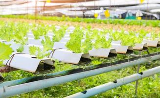 vegetable hydroponic system, young and fresh frillice iceberg salad growing garden hydroponic farm plants on water without soil agriculture in the greenhouse organic for health food photo