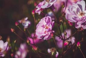 pink roses in evening light in autumn garden photo