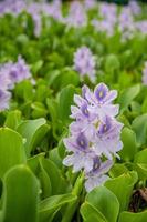 Flowering Water Hyacinth. photo