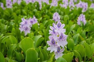 Flowering Water Hyacinth. photo