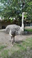 very beautiful ostrich photo