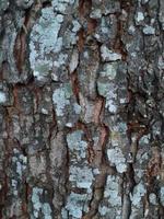 Old tree bark texture. Abstract background concept. photo