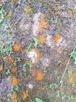 Old tree bark texture. Abstract background concept. photo
