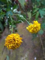 Marigold flower is blooming in the forest as a wild plant. photo